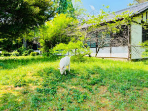 会社移転案内　鯉渕学園