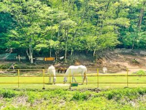 平谷村中央にある牧場。仔馬が誕生してました
